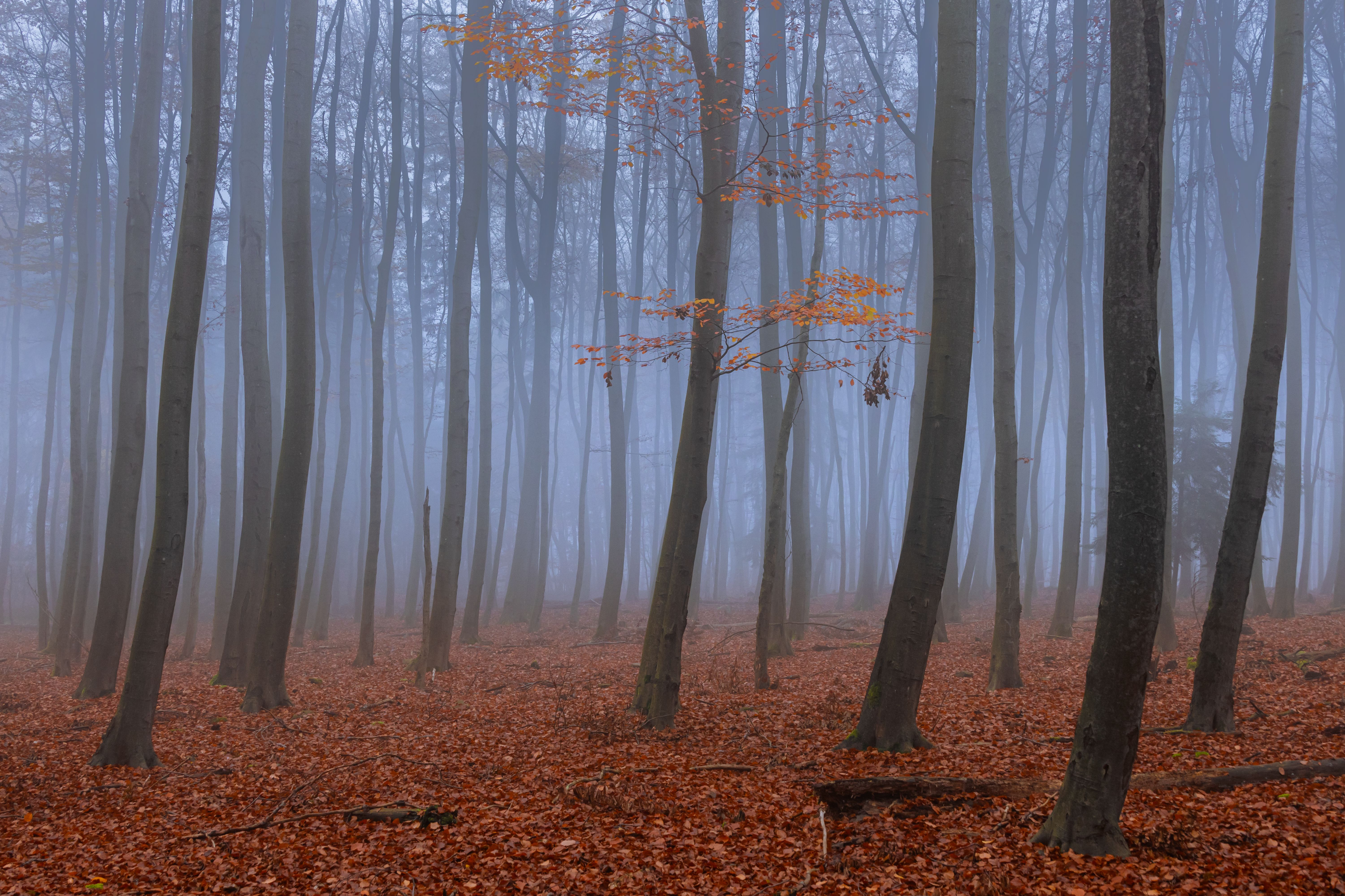 Forest Canopy Acoustic Conduits